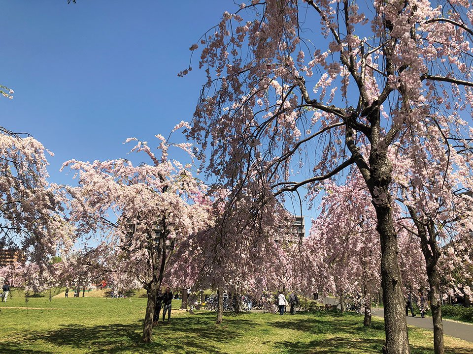 🏞️ 오구노하라 공원(오구노하라 코엔) 이미지 6